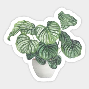 Potted Calathea Plant Sticker